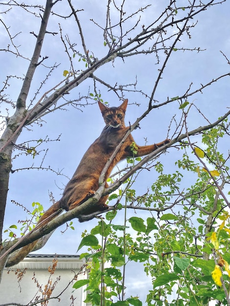 Photo un chat abyssinien orange assis sur la branche de l'arbre à la chasse de quelque chose