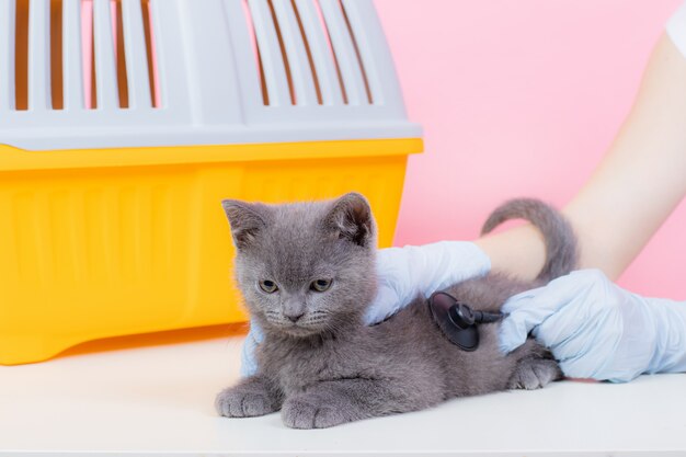 Chat à l'accueil d'un vétérinaire.