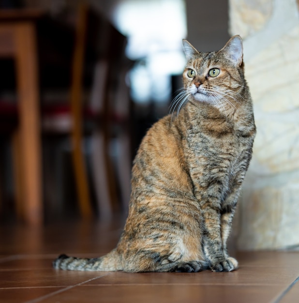 Photo chat adulte assis à la maison se reposant et regardant sur le côté.