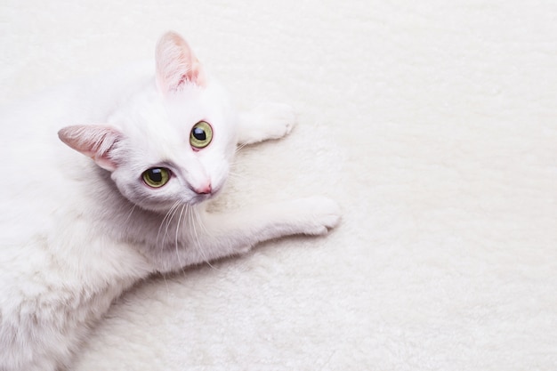 Chat Adulte Blanc Aux Yeux Jaunes Sur Un Tapis Doux Blanc