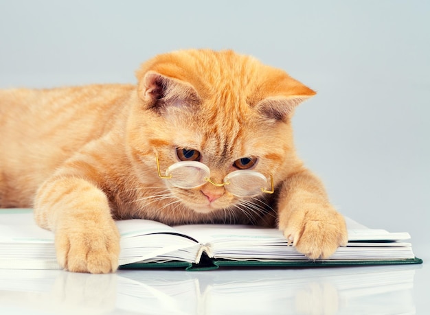 Chat d'affaires mignon portant des lunettes cahier de lecture (livre)