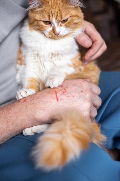 Chat agressif avec son propriétaire qui s'est gratté les mains Caractère des animaux de compagnie