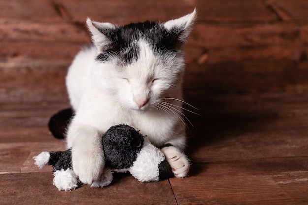 Le chat aime sa peluche