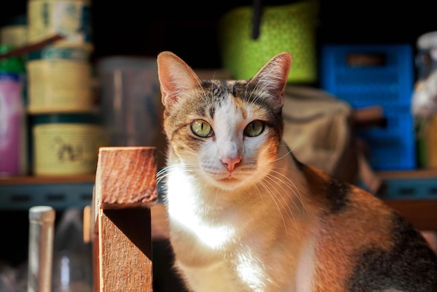 Le chat a l'air si mignon vu comme ça