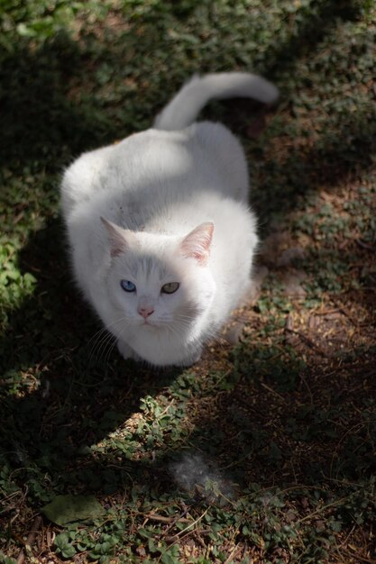 Le chat albinos se repose sur l'herbe