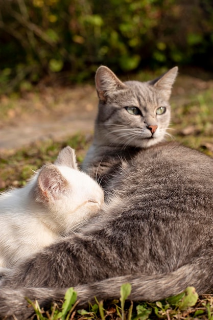 Un chat allaitant son chaton allongé sur l'herbe dans la cour du village sur un arrière-plan flou