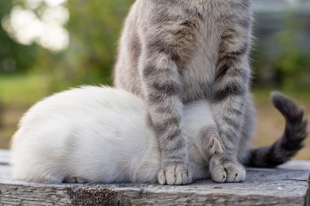 Chat allaitant son chaton sur un banc en bois dans le village sur un fond flou de verdure