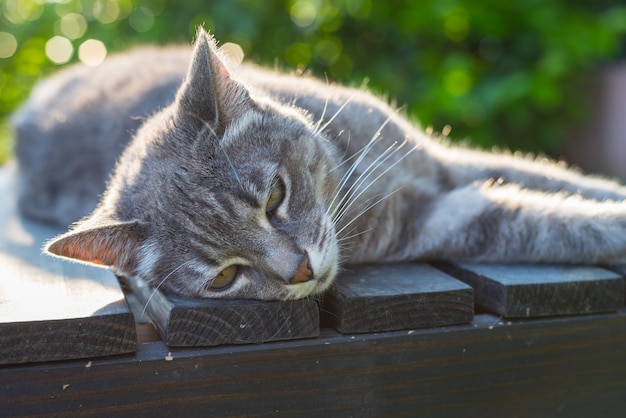 Chat allongé sur un banc en contre-jour