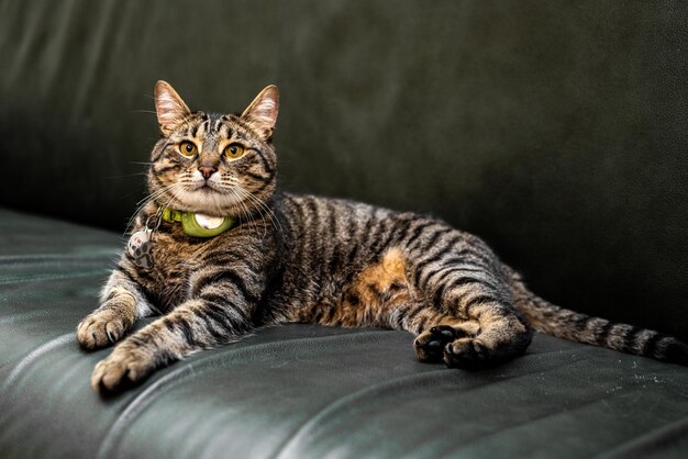 Chat allongé sur le canapé