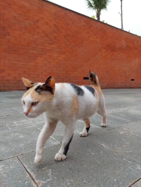 Chat allongé dans le parc sélectionnez l'oeil de mise au point