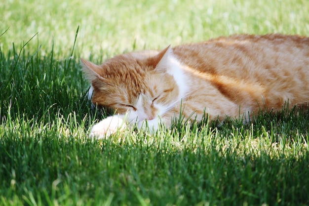 Un chat allongé sur l'herbe