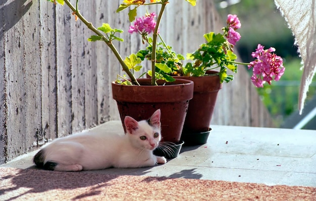 Photo un chat allongé sur une plante en pot