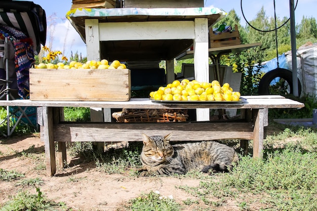 Un chat allongé près de la récolte fraîchement cueillie de prunes douces jaunes dans une cour de ferme.