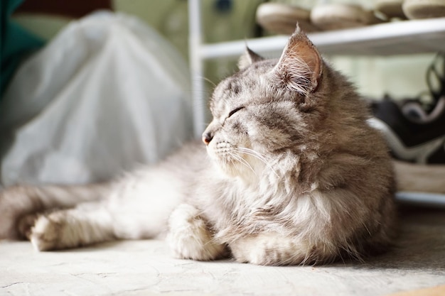 Un chat allongé sur le sol avec une chaussure dessus