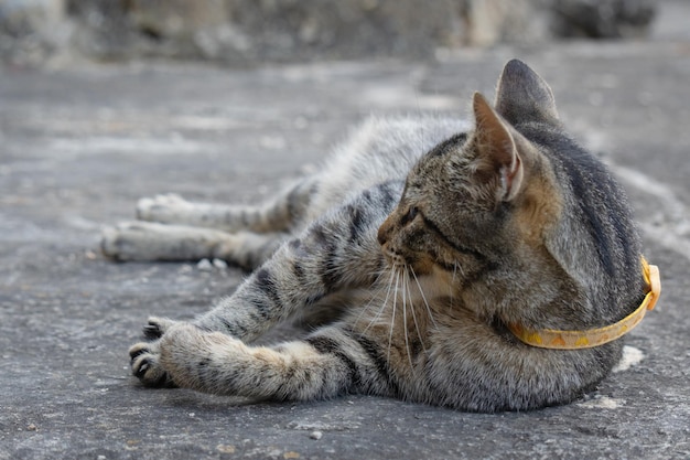 Un chat allongé sur le sol avec un collier jaune qui dit "chat"