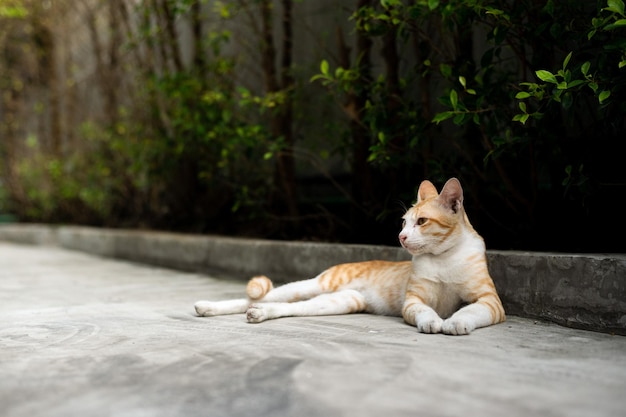 Un chat allongé sur le sol devant un mur