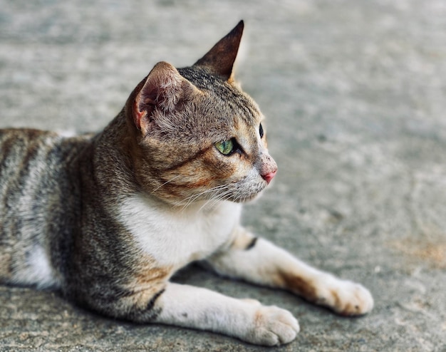 Un chat allongé sur le sol