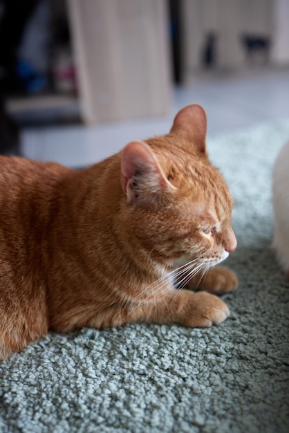 Chat, allongé sur le tapis, à la maison. Abri pour animaux de compagnie. Maladies, traitement des chats de race.