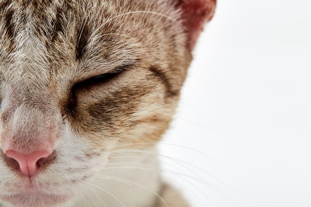 Chat américain cheveux courts couché