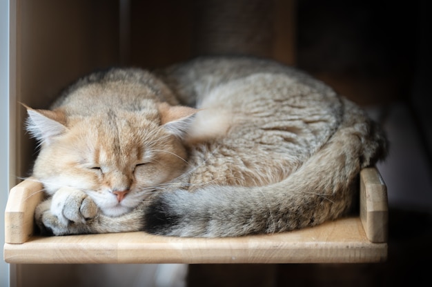 Photo chat américain à poil court qui dort sur le bois