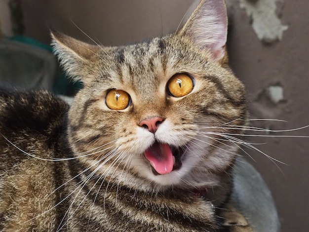 Photo chat américain à poils courts yawning