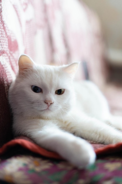 Chat angora blanc. chat albinos. chat à poil long se trouve sur un fond beige