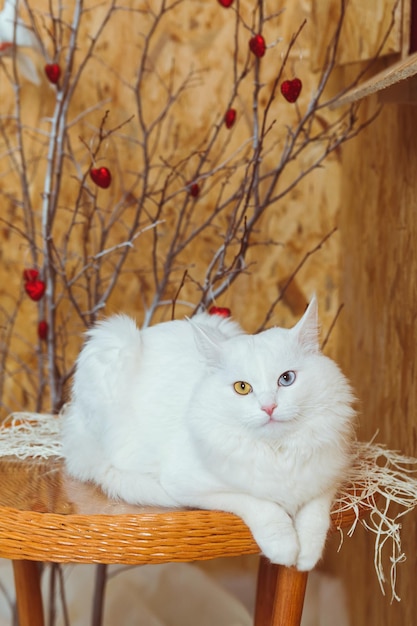 Photo un chat angora blanc et moelleux aux yeux multicolores est allongé sur une table contre un arbre décoré de cœurs