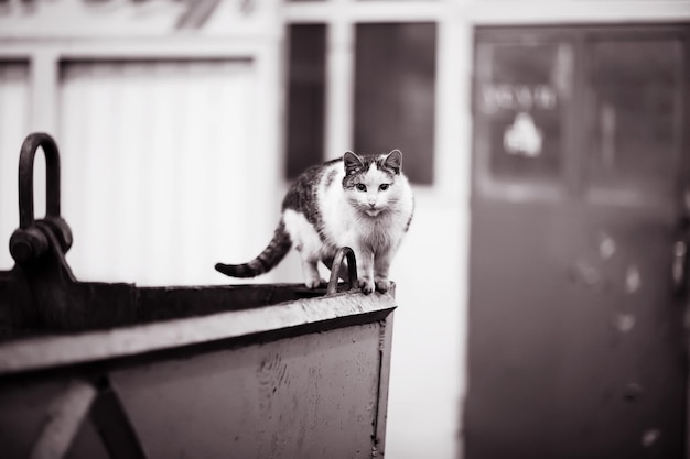 chat animal houze arrière plan flou