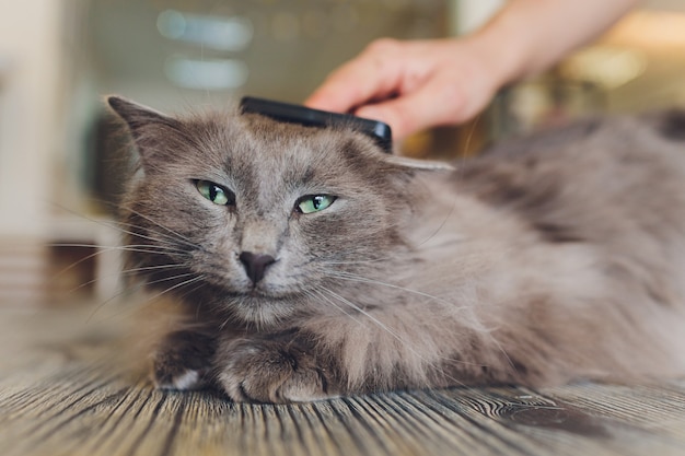 Chat après s'être gratté. Le résultat de gratter un animal de compagnie. morceau de fourrure.