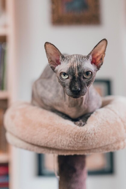 Photo un chat sur un arbre à chat