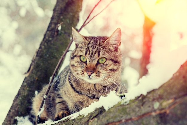 Chat sur l'arbre couvert de neige