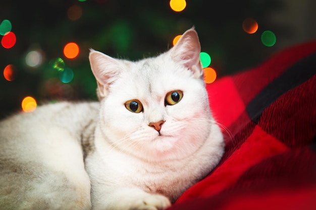 Le chat argenté britannique se trouve sur une couverture rouge