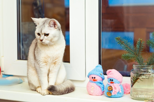 Le chat argenté britannique de shorthair se repose sur le décor de Noël de Twilight de rebord de fenêtre
