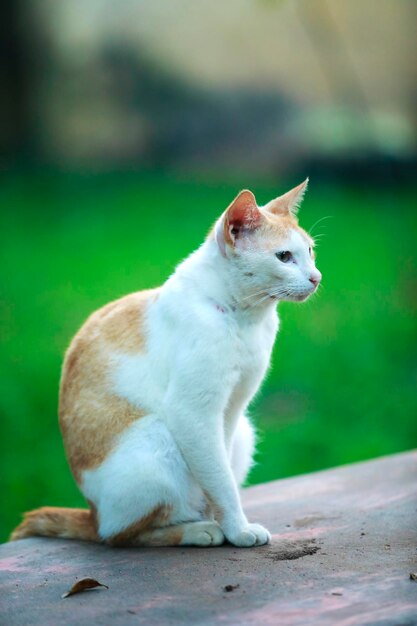 Un chat assis sur un banc dans l'herbe