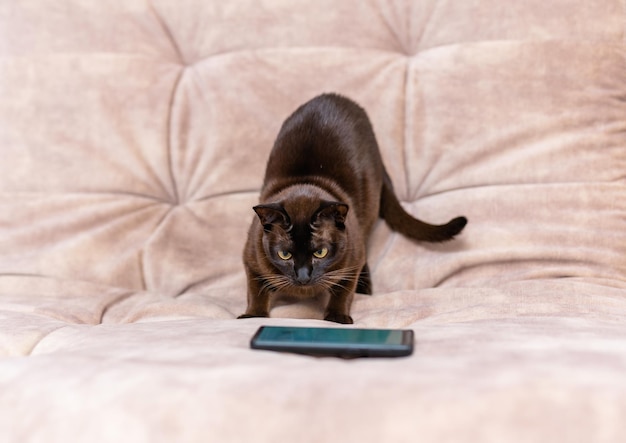 Chat assis sur le canapé et regardant le smartphone Gros plan sur un chat de compagnie se reposant dans la maison Chat dans le salon Chat de compagnie ludique se reposant sur le canapé à l'intérieur de la maison