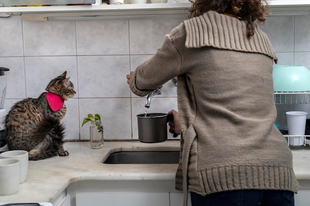 Chat assis sur le comptoir de la cuisine regardant son propriétaire