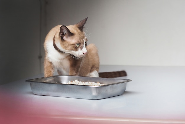 Le chat assis à côté est un chat en fourrure brune, des oreilles noires, Portrait d&#39;un domestique minimal. Devant un plateau de nourriture pour animaux de compagnie