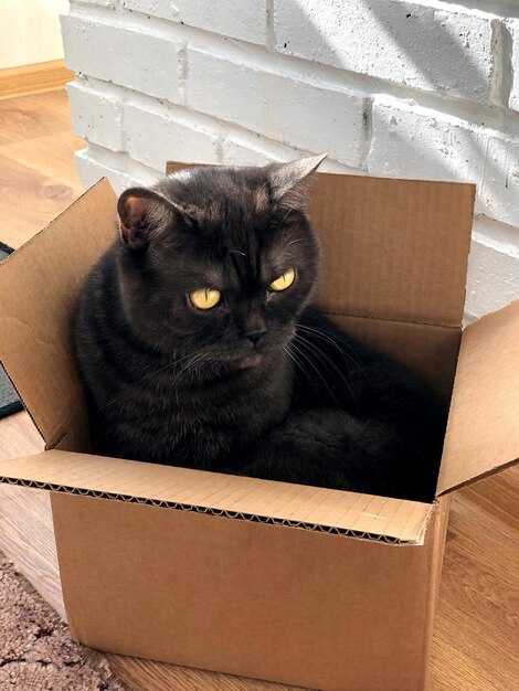 Chat assis dans une boîte en carton