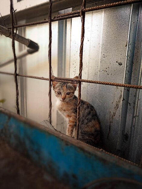 Photo un chat assis dans une cage