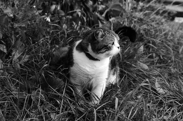 Un chat assis dans un champ