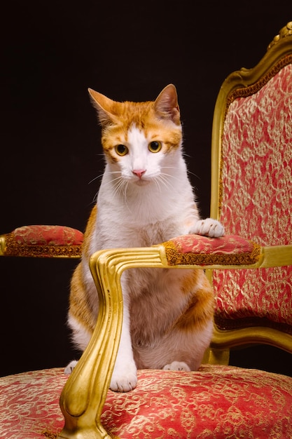Chat assis dans un fauteuil majestueux