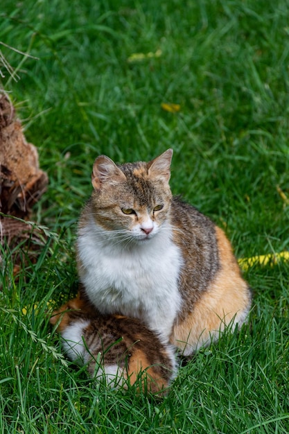 Un chat assis dans l'herbe