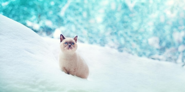 Chat assis dans la neige Portrait d'un chaton seal point à l'extérieur en hiver