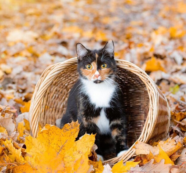 Chat assis dans un panier et feuilles d'automne