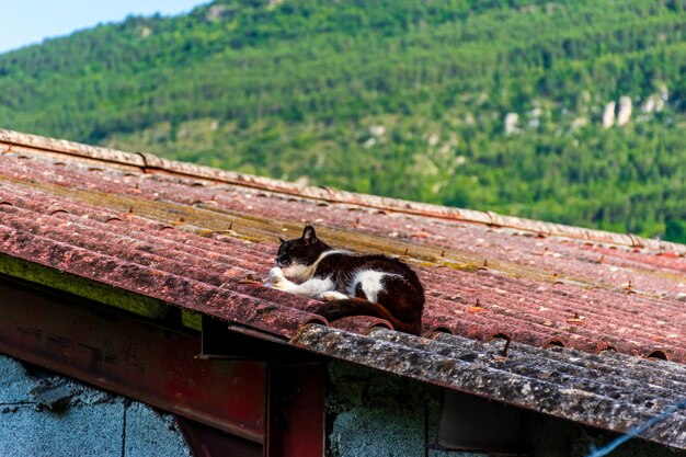 Photo un chat assis sur du bois