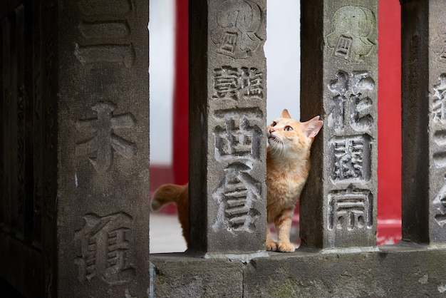 Un chat assis entre des piliers de pierre