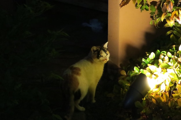Photo un chat assis à l'extérieur la nuit