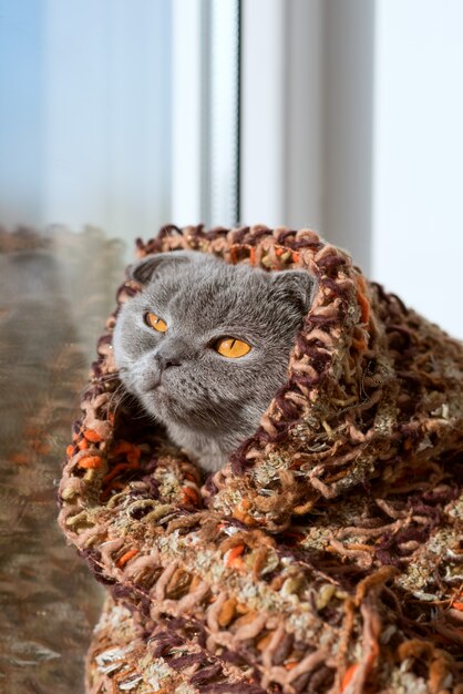 Chat assis sur une fenêtre dans un foulard et regarde au loin