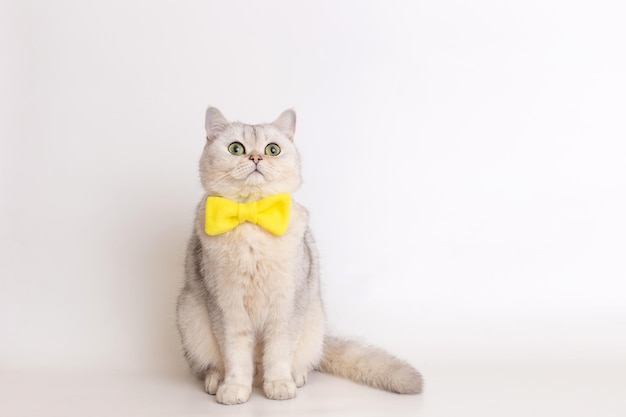 Un chat assis sur un fond blanc