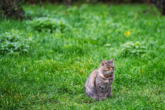 Un chat assis sur l'herbe dans le jardin